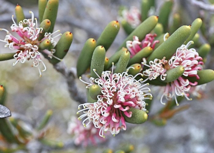 Western Australian Plants Proteaceae